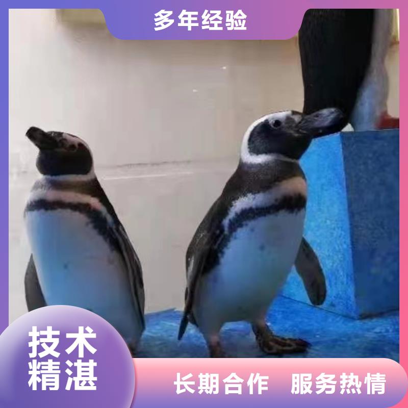 海洋主题动物表演-【海狮表演出租】2025公司