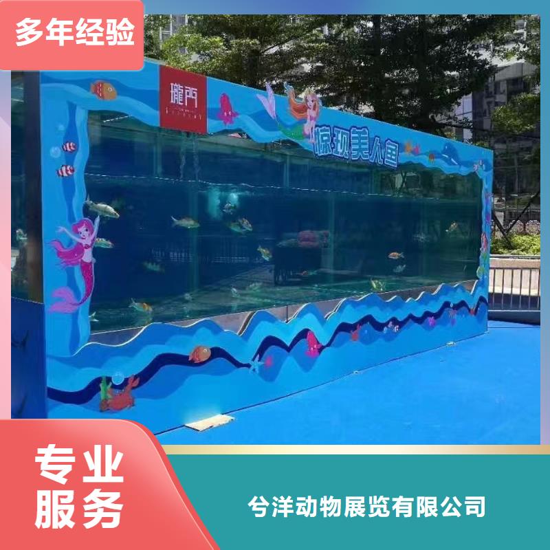海洋主题动物表演_草泥马羊驼租赁快速