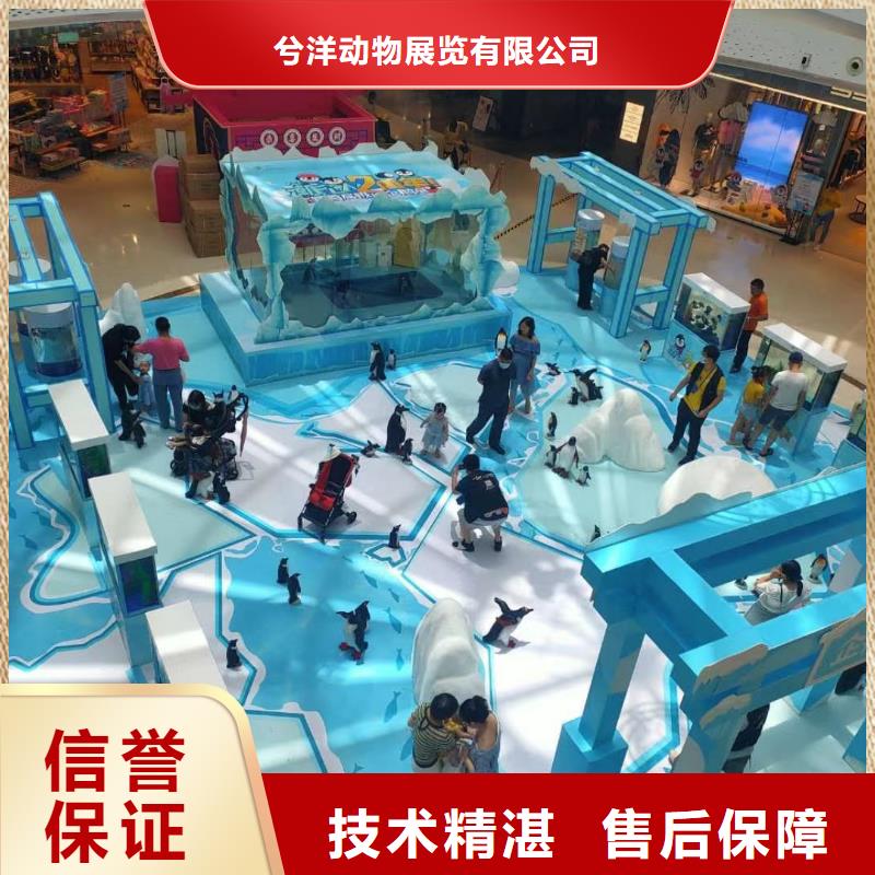 海洋主题动物表演【【活体羊驼租赁】】专业团队