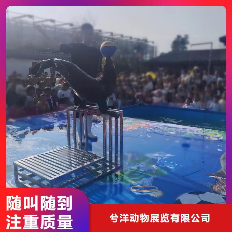海洋主题动物表演出租马戏团表演解决方案
