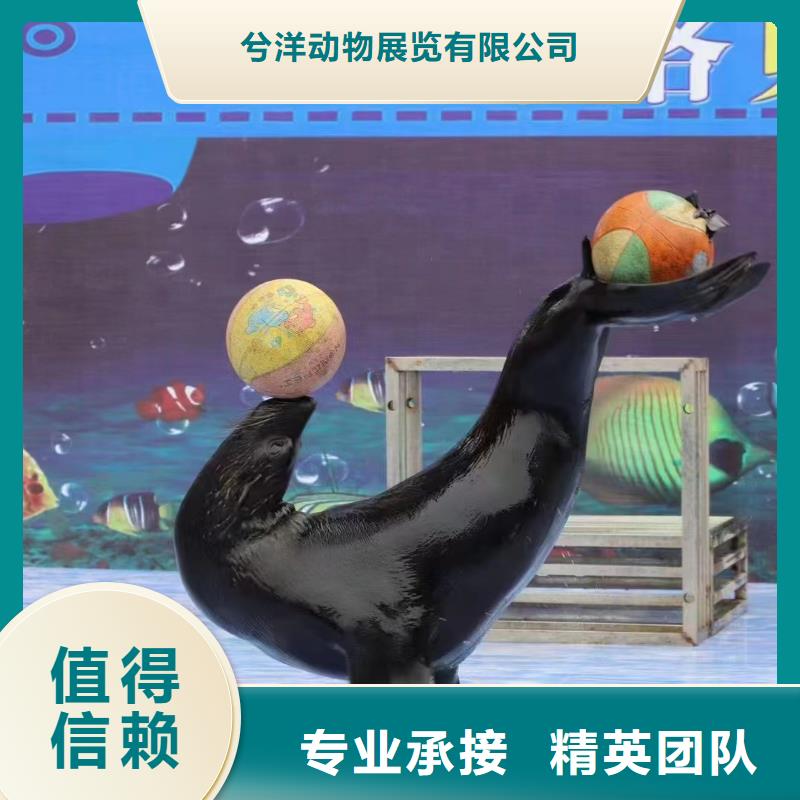 海洋主题动物表演出租马戏团表演解决方案