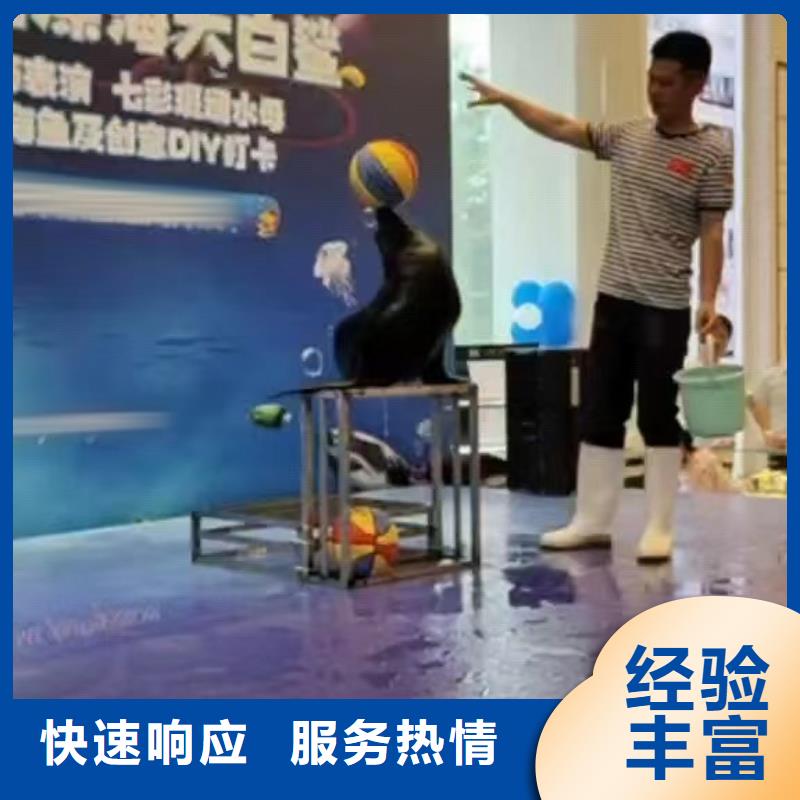 海洋主题动物表演海狮演出优质服务