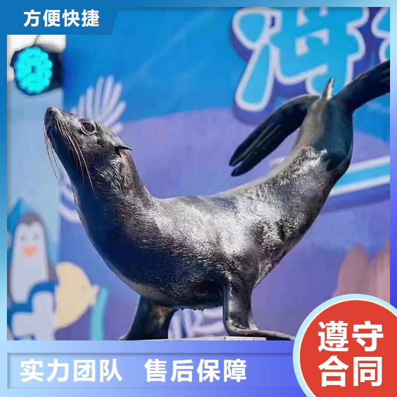 海洋主题动物表演海狮演出优质服务