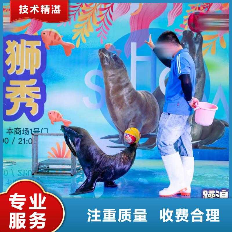 海洋主题动物表演_草泥马羊驼租赁快速