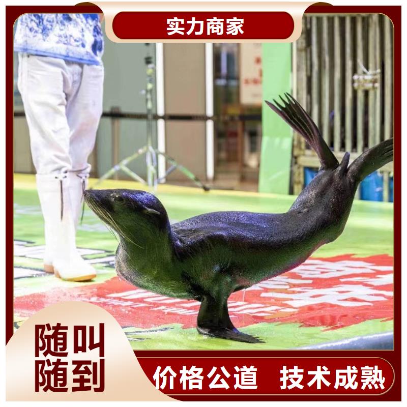 海洋主题动物表演_草泥马羊驼租赁快速