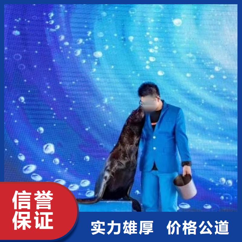海洋主题动物表演【【活体羊驼租赁】】专业团队