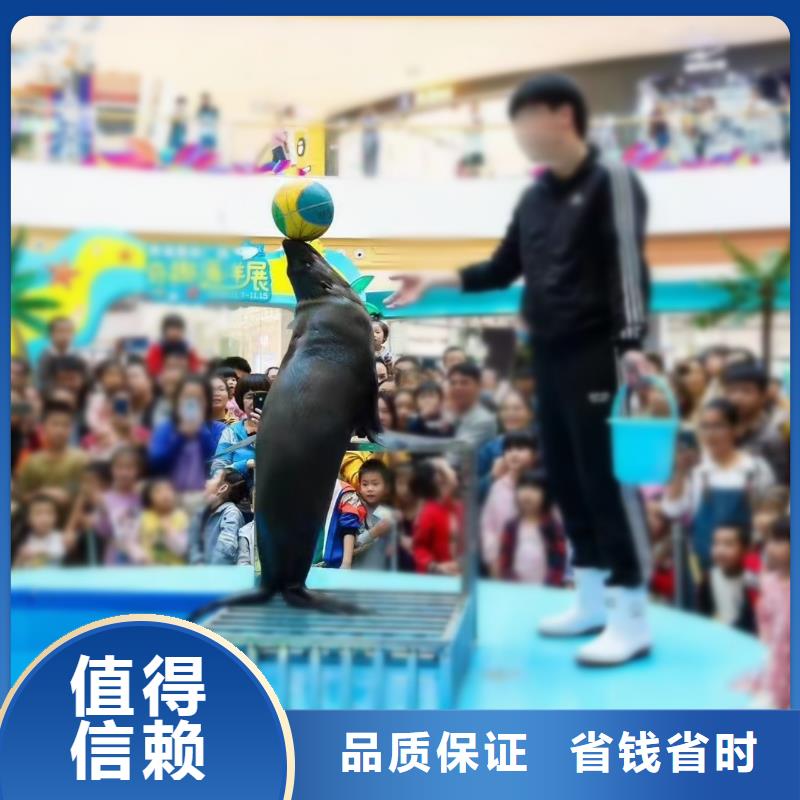 海洋主题动物表演【【活体羊驼租赁】】专业团队