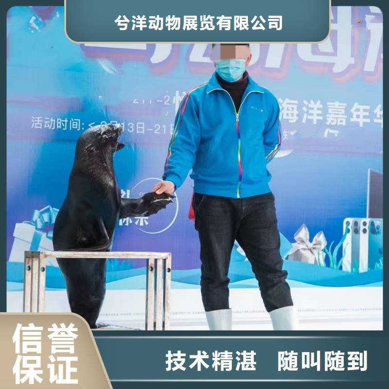 海洋主题动物表演美人鱼表演出租实力商家