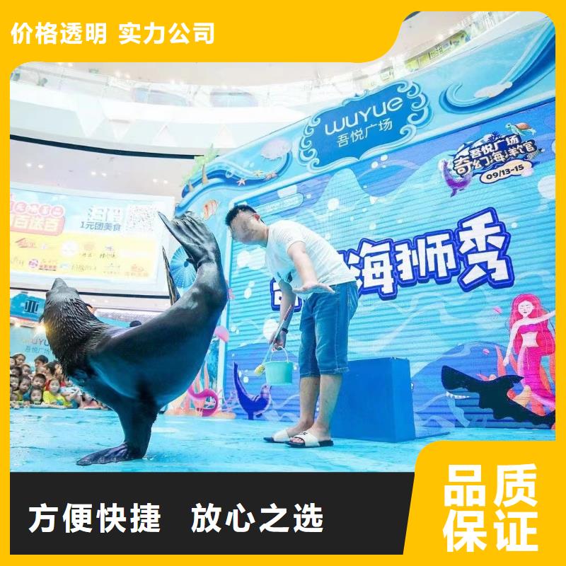 海洋主题动物表演鹦鹉表演实力公司