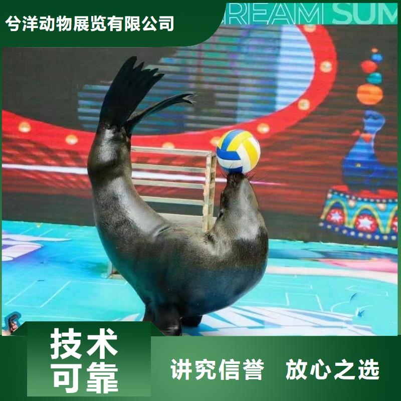 海洋主题动物表演出租马戏团表演解决方案