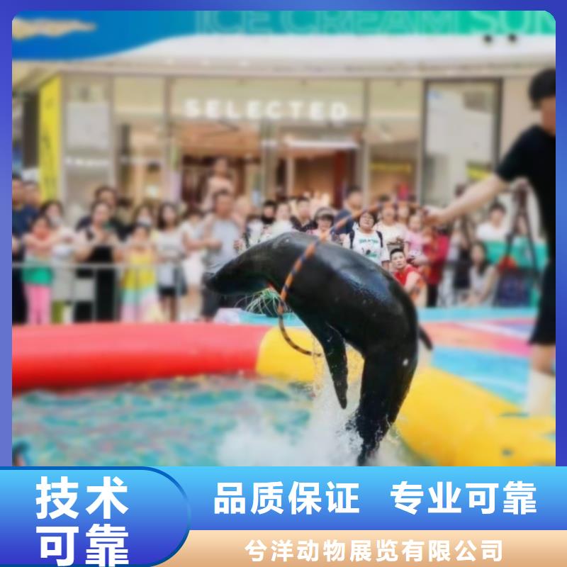 海洋主题动物表演出租马戏团表演解决方案