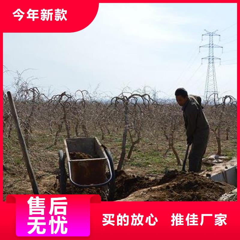 干鸡粪首页