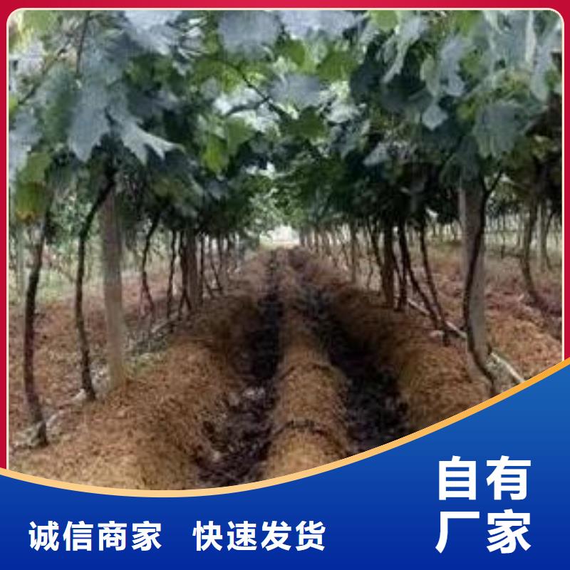 临高县发酵鸡粪送货到家