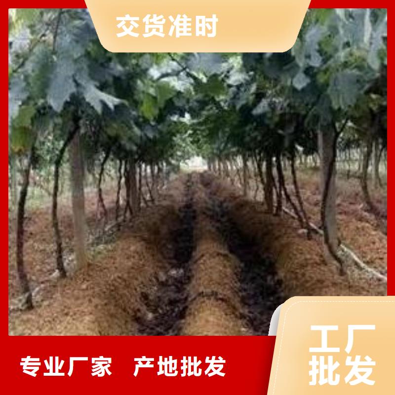 发酵鸡粪纯度高