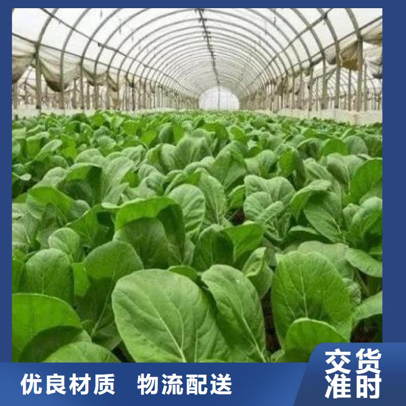 肥水鸡粪增加黄瓜产量