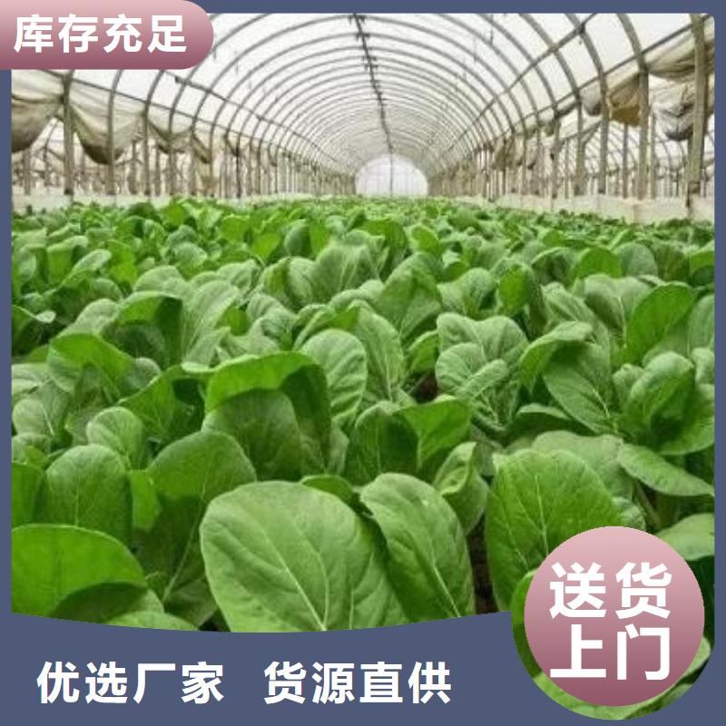 颗粒菌肥助力生态农业