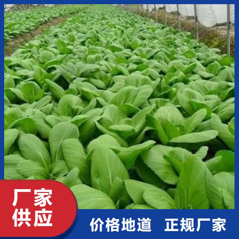 肥水鸡粪增加黄瓜产量