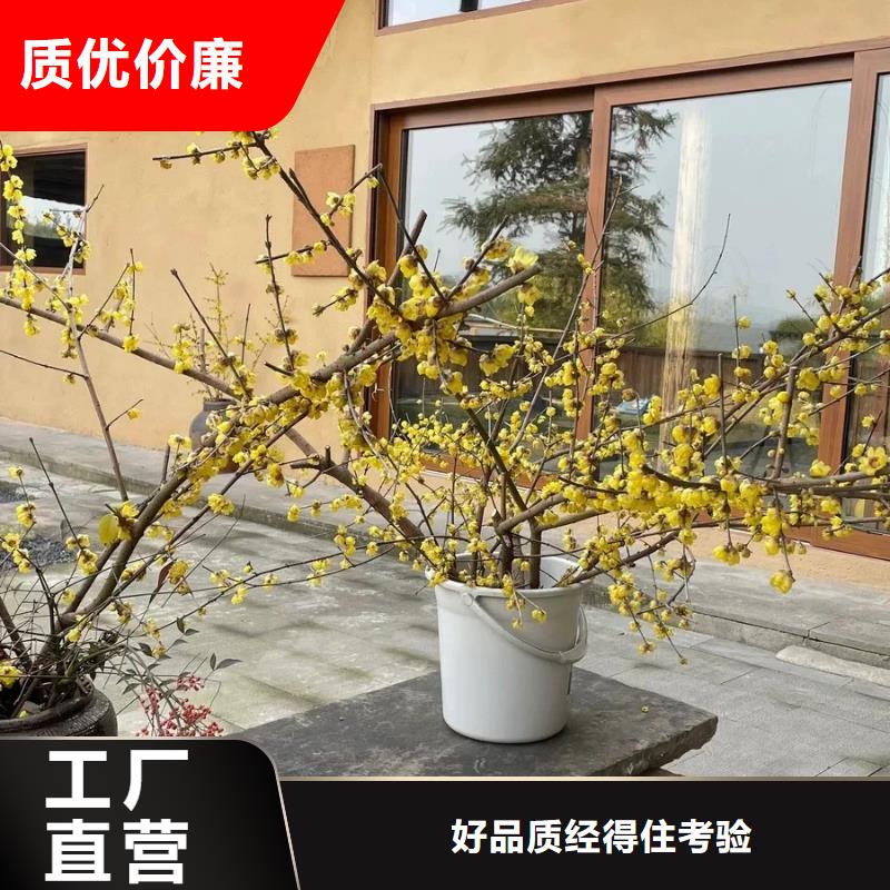 稻秸秆漆厂家批发