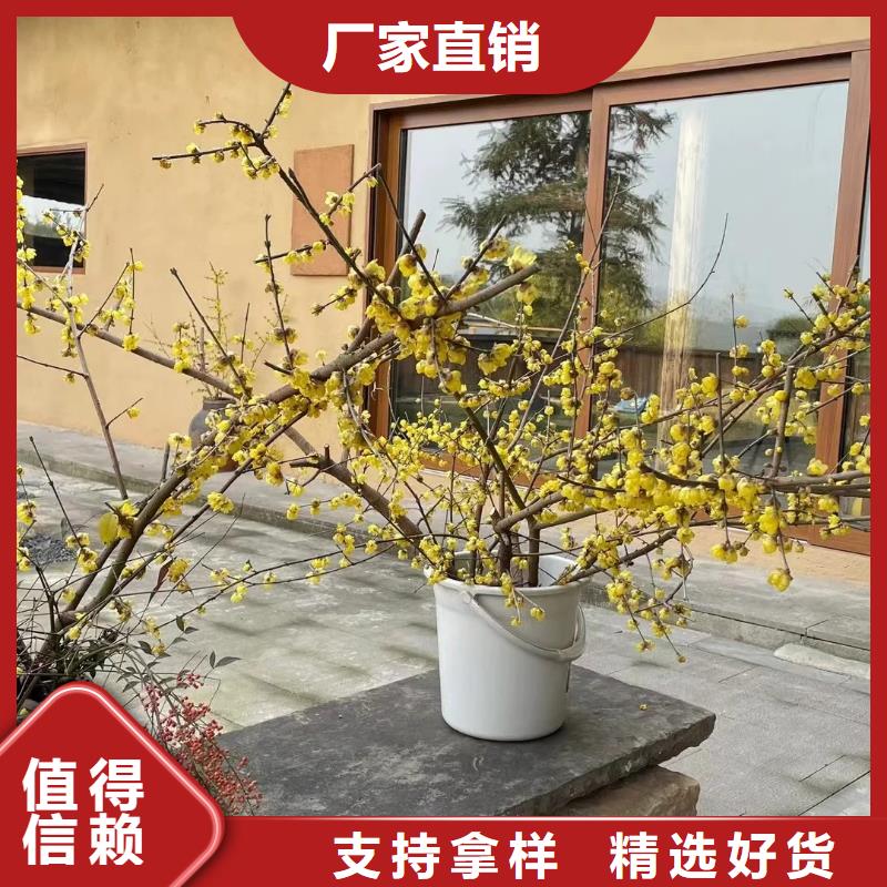 仿夯土稻草漆，艺术涂料厂家，农家小院改造，稻秸秆漆生产厂家