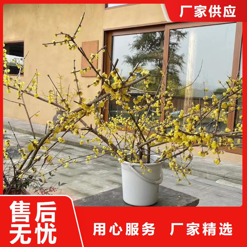仿泥巴稻草漆，民宿改造，美丽乡村，仿夯土涂料厂家定制