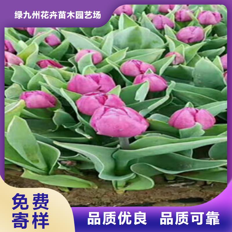 时令草花柳叶马鞭草/薰衣草值得信赖