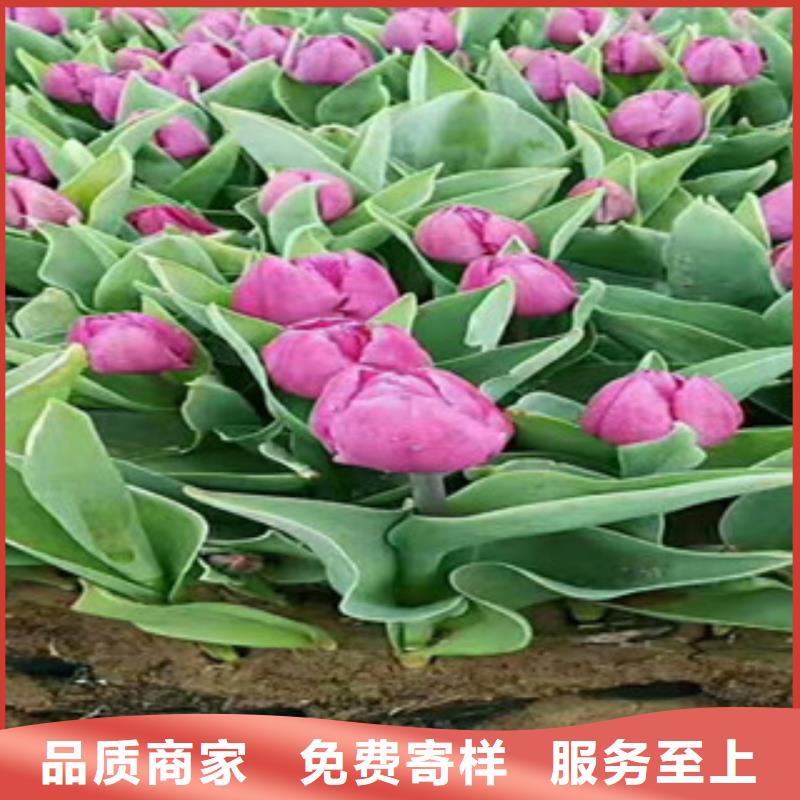 时令草花时令花卉/绿化草花价格真实拍摄品质可靠