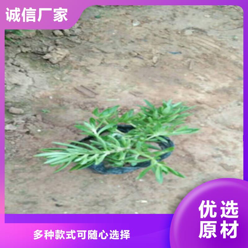 时令草花_耐寒耐旱草花基地匠心打造
