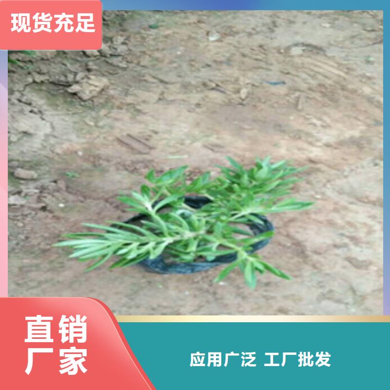 时令草花时令花卉/绿化草花价格真实拍摄品质可靠