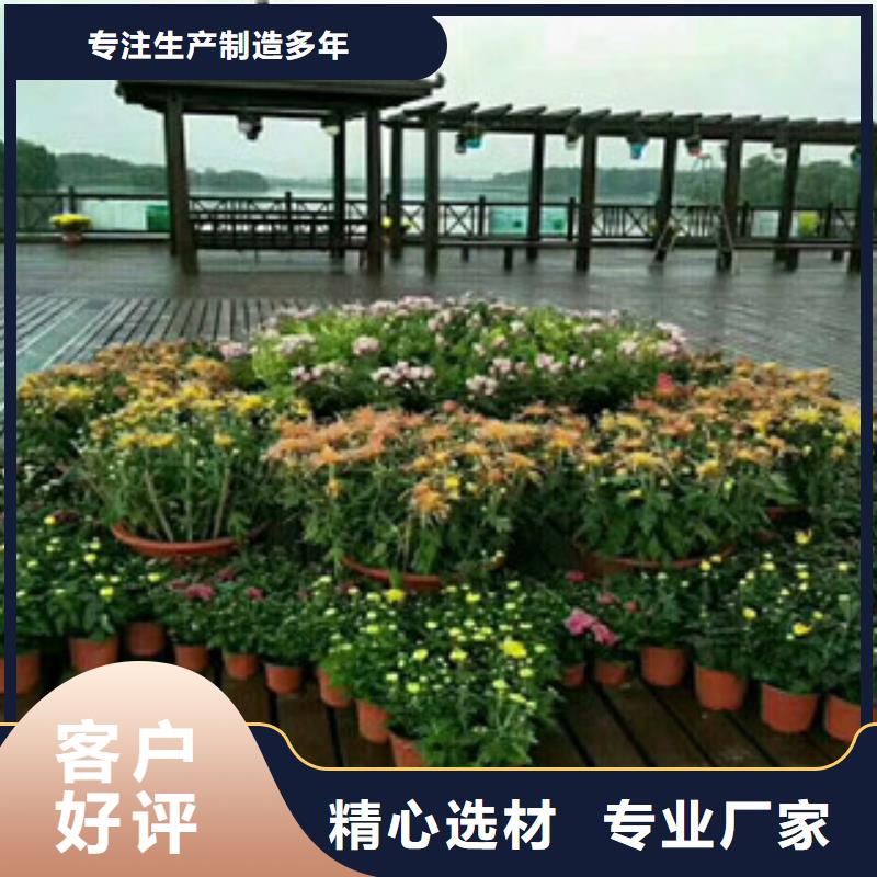 时令草花柳叶马鞭草/薰衣草值得信赖