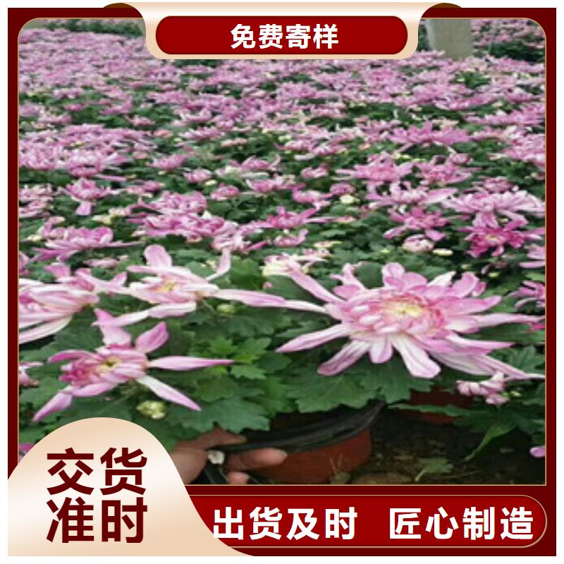 【 时令草花,水生植物/荷花睡莲经久耐用】-服务区域包括富源|麒麟|文山|保山|昭通|丽江|昆明|普洱|大理等-产品视频