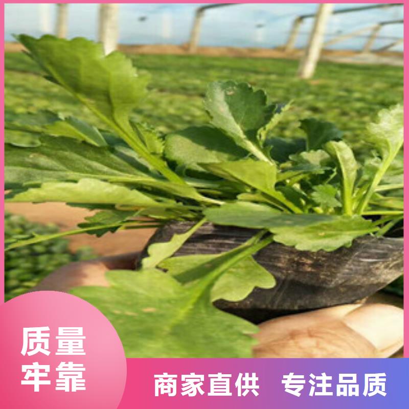 时令草花柳叶马鞭草/薰衣草值得信赖