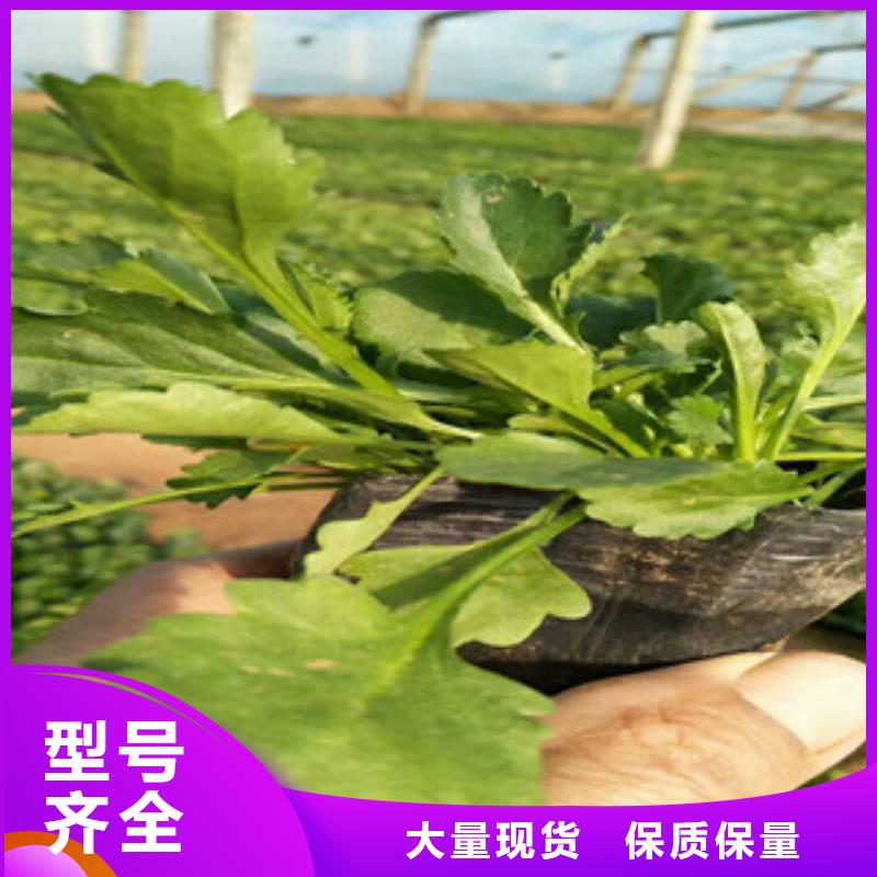 绿九州耐寒耐旱草花基地【 时令草花,花海景观工程工艺层层把关】pmtcj.com