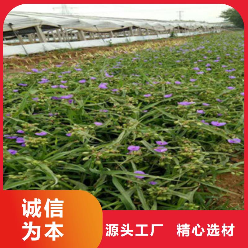 时令草花_耐寒耐旱草花基地匠心打造