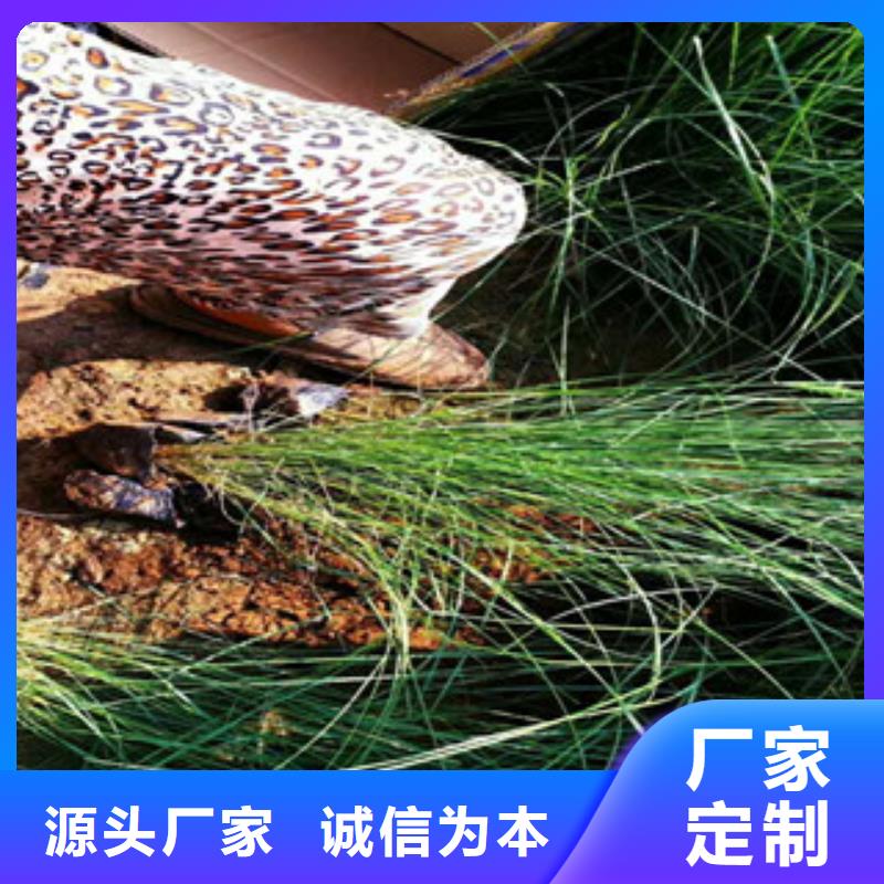时令草花_耐寒耐旱草花基地匠心打造