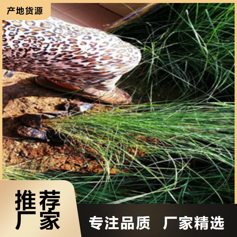 时令草花时令花卉/绿化草花价格真实拍摄品质可靠