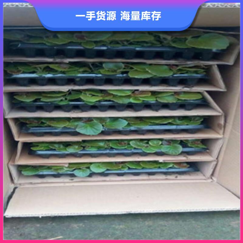 时令草花时令花卉/绿化草花价格真实拍摄品质可靠