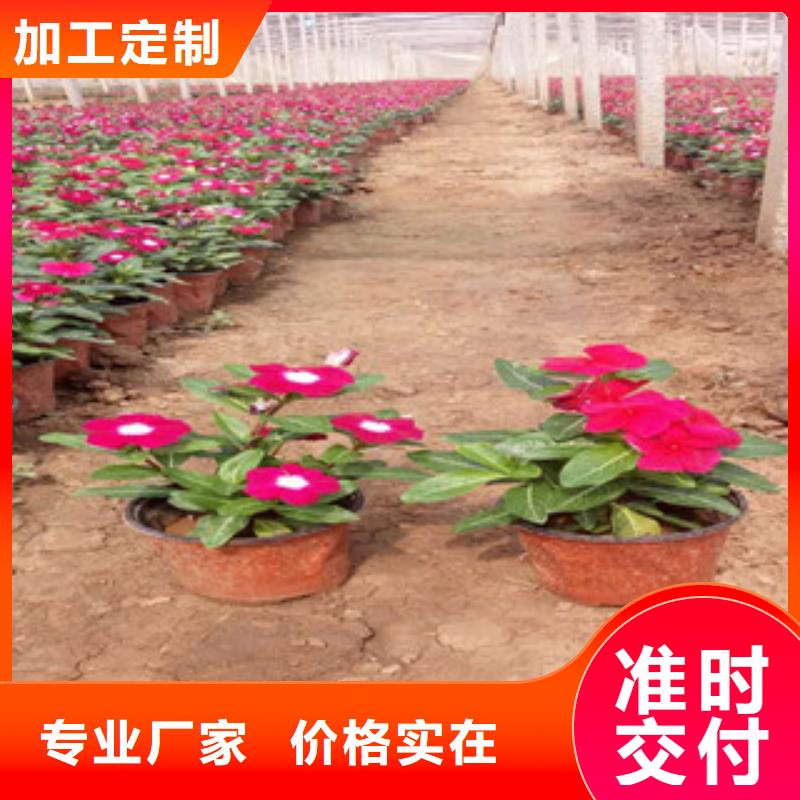 时令草花_耐寒耐旱草花基地匠心打造