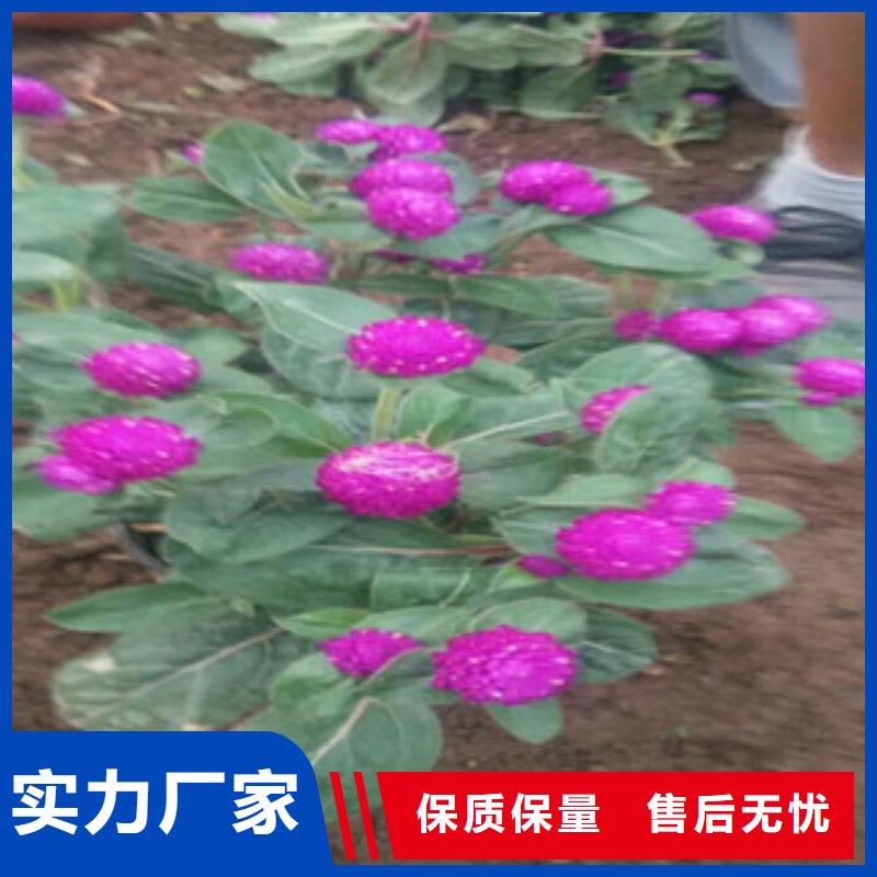 时令草花时令花卉/绿化草花价格真实拍摄品质可靠