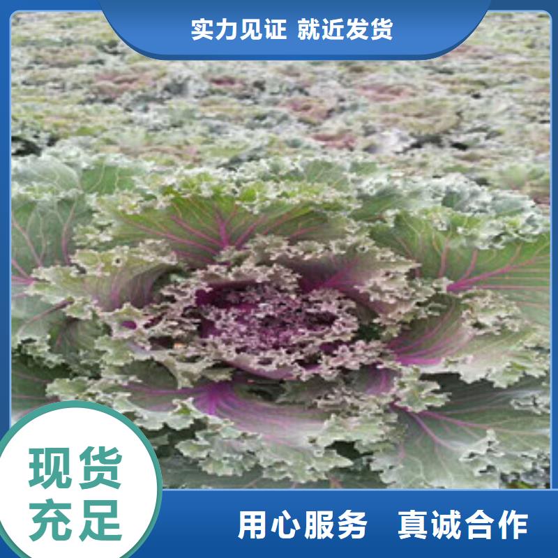 时令草花_耐寒耐旱草花基地匠心打造