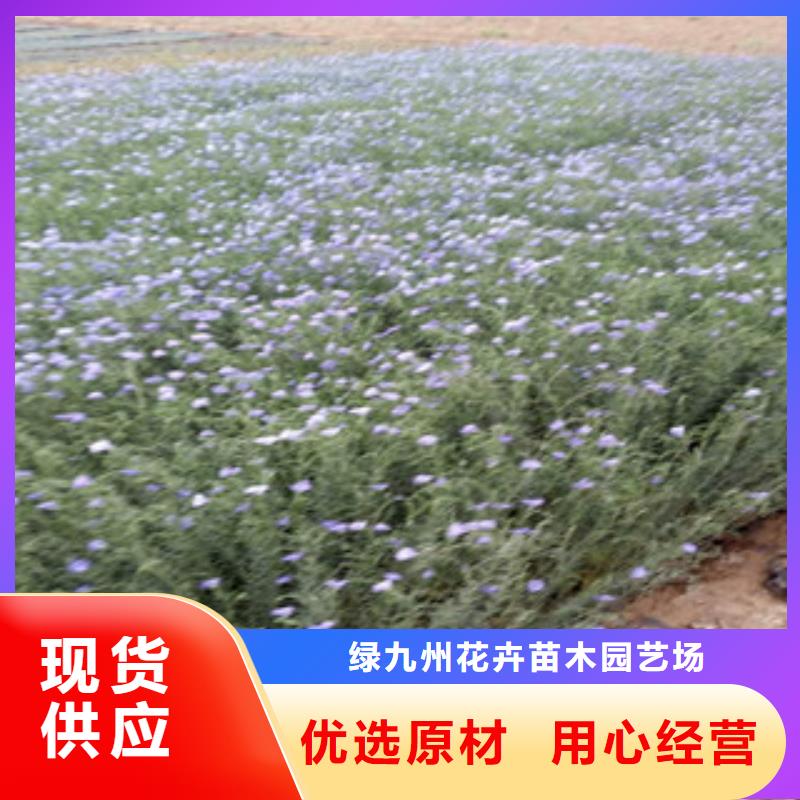 宿根花卉柳叶马鞭草/薰衣草值得买