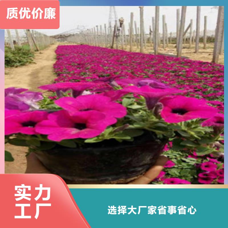 绿九州【 宿根花卉_五一国庆草花批发源头工厂量大优惠】-耐寒耐旱草花基地