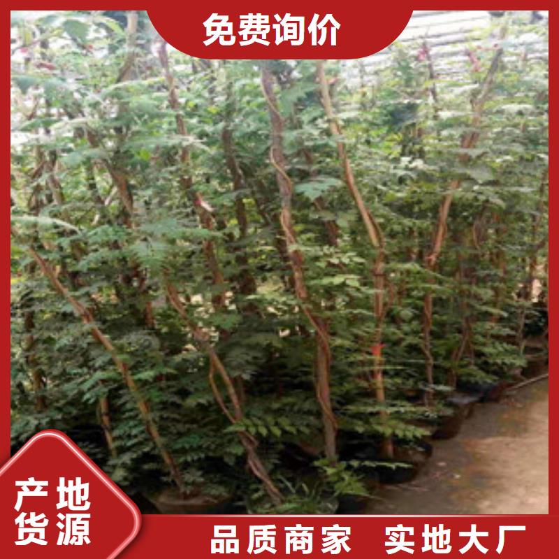 绿九州【 宿根花卉_五一国庆草花批发源头工厂量大优惠】-耐寒耐旱草花基地