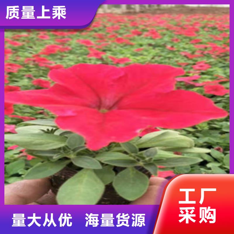 |谯城|蒙城|合肥|安庆|马鞍山|铜陵|滁州|六安绿九州【 宿根花卉-耐寒耐旱草花基地实力优品】