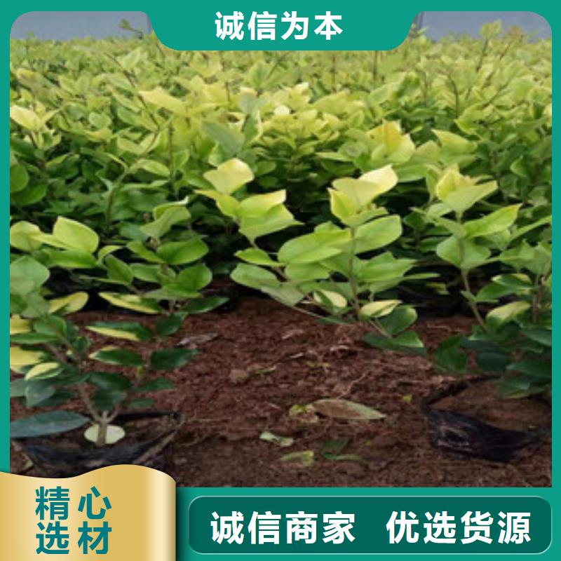 宿根花卉柳叶马鞭草/薰衣草实力公司