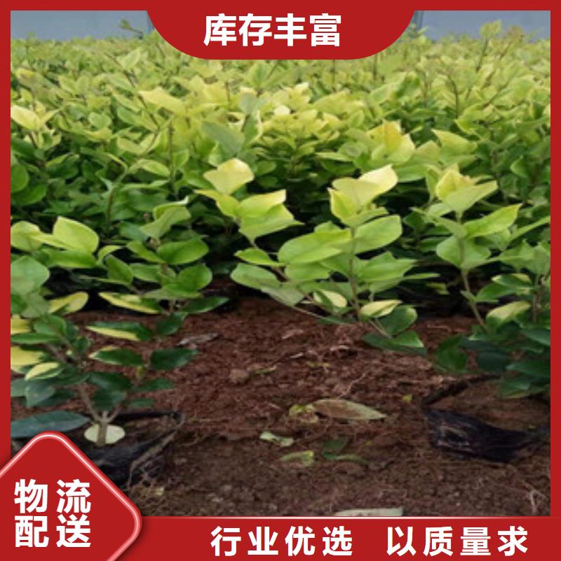 宿根花卉柳叶马鞭草/薰衣草值得买