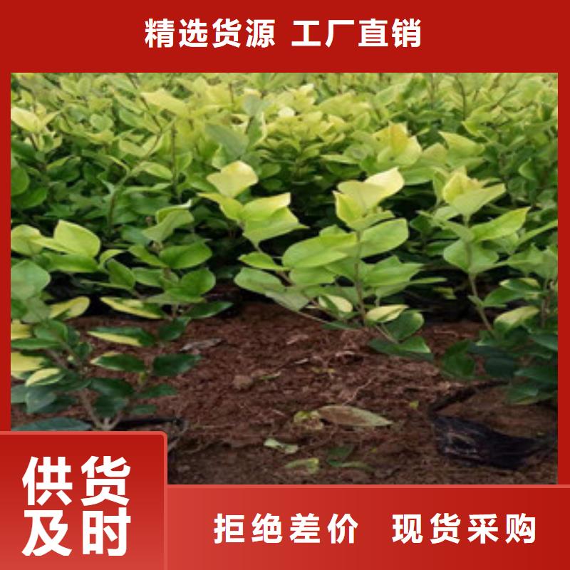 |谯城|蒙城|合肥|安庆|马鞍山|铜陵|滁州|六安绿九州【 宿根花卉-耐寒耐旱草花基地实力优品】
