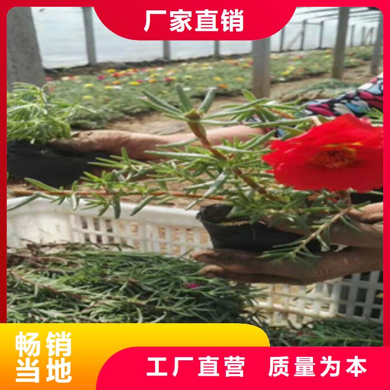 绿九州【 宿根花卉_五一国庆草花批发源头工厂量大优惠】-耐寒耐旱草花基地