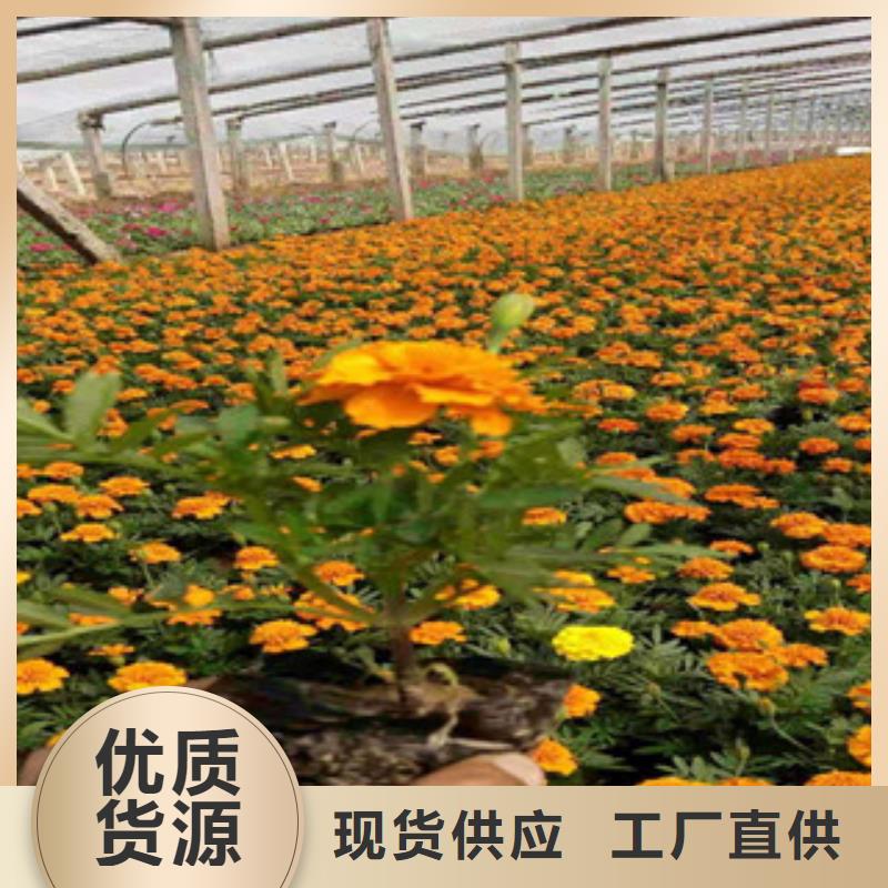 |谯城|蒙城|合肥|安庆|马鞍山|铜陵|滁州|六安绿九州【 宿根花卉-耐寒耐旱草花基地实力优品】