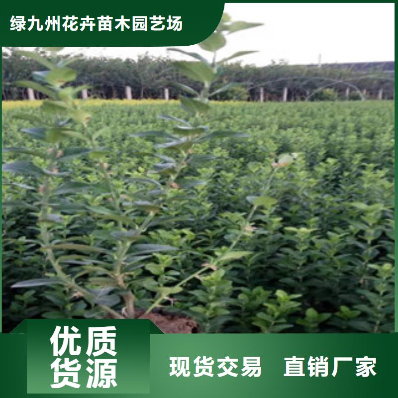 宿根花卉柳叶马鞭草/薰衣草值得买