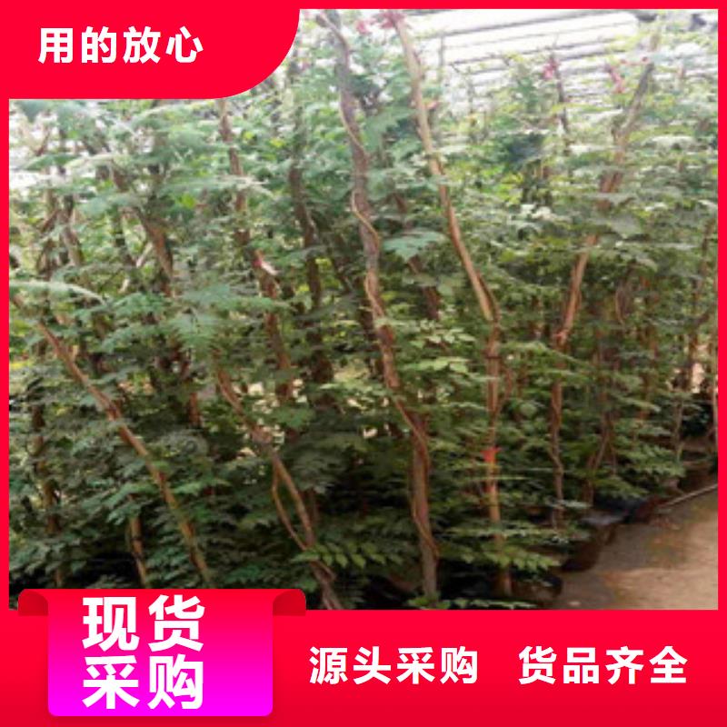 宿根花卉柳叶马鞭草/薰衣草实力公司